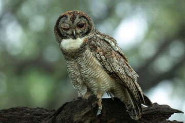 A detailed portrait of a Mottled wood owl resting on a textured tree branch. The nocturnal bird of prey is captured in its natural forest habitat, highlighting its camouflage and majestic presence.