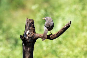 A close up profile of Jungle babbler perched on a weathered tree stump. Its characteristic grey brown plumage, yellow beak, and a pale white yellow eyes against a soft, blurred green background.