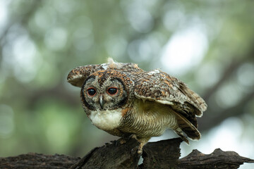 A detailed portrait of a Mottled wood owl resting on a textured tree branch. The nocturnal bird of prey is captured in its natural forest habitat, highlighting its camouflage and majestic presence.