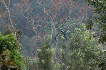 A stunning male Indian peafowl perched on a tree branch in a tropical forest with a long, iridescent train perched on a gnarled tree branch. The background is soft blurred with tree and branches with 