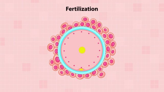 Seamless loop 3D educational animation illustrating human egg fertilization, sperm cells approaching and penetrating ovum membrane, biological reproduction process, clean scientific visualization, hig