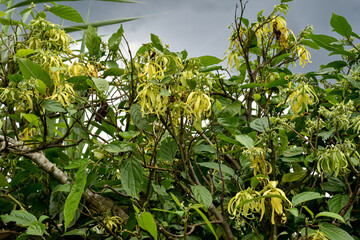 Cananga or Ylang-ylang flowers (Cananga odorata) perfume ingredients, aromatherapy flowers, relaxation flowers