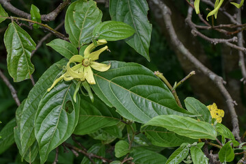 Cananga or Ylang-ylang flowers (Cananga odorata) perfume ingredients, aromatherapy flowers, relaxation flowers