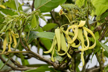 Cananga or Ylang-ylang flowers (Cananga odorata) perfume ingredients, aromatherapy flowers, relaxation flowers
