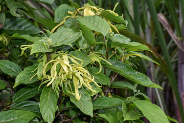 Cananga or Ylang-ylang flowers (Cananga odorata) perfume ingredients, aromatherapy flowers, relaxation flowers