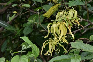 Cananga or Ylang-ylang flowers (Cananga odorata) perfume ingredients, aromatherapy flowers, relaxation flowers