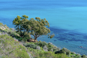 Eucalyptus au bord de la mer m&eacute;diterran&eacute;e en Tunisie