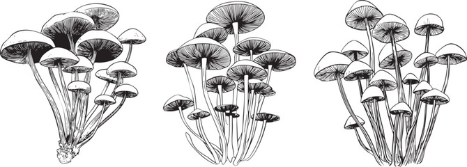 cluster of honey fungus mushrooms drawn as a fine black vector outline with slender stems and rounded caps