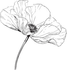 soft wavy poppy flower drawn as an airy black vector outline showcasing organic petal structure
