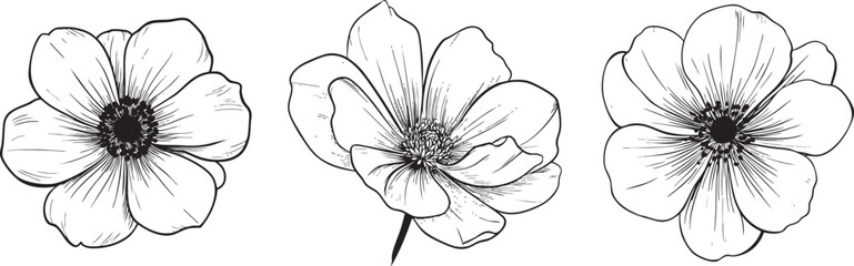 soft rounded anemone flower drawn as a minimal black vector outline with delicate central detailing