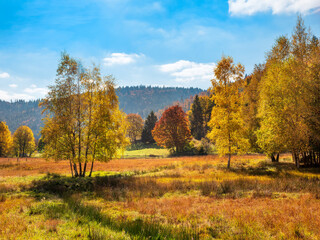 Moorwiese mit Birken bei Menzenschwand im Schwarzwald im Herbst, Baden-W&uuml;rttemberg, Deutschland