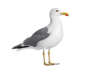 Fototapeta premium Isolated standing seagull on blank background__ 