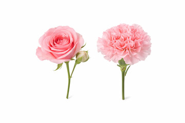 Obraz premium Pink rose and pink carnation flowers isolated on white background. Minimal floral composition with two blossoms, ideal for wedding design, greeting cards, beauty and romantic concepts.