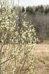 vertical spring willow shrub with fluffy catkin in rural meadow