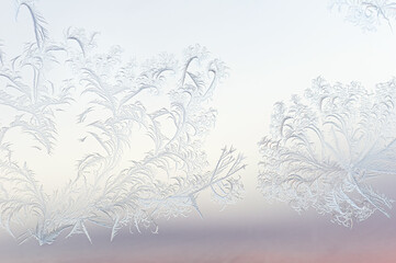 Fern Branch Frost Clusters on Window