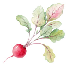 Vivid watercolor painting of a red radish showcasing autumn's harvest