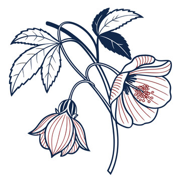 Abutilon Flowers with Bud and Veined Leaves on Branch