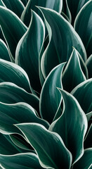 Obraz premium Close-up of dark green leaves with white edges, creating a lush and textured pattern. Symbolizes nature, growth, and serenity, ideal for botanical or wellness themes