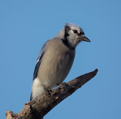 Blue Jay