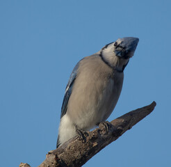 Blue Jay