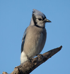 Blue Jay