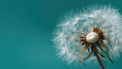 Obraz premium Close-up captures the delicate, fluffy seed head of a dandelion, against a serene, blue backdrop