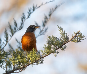 Winter Robin