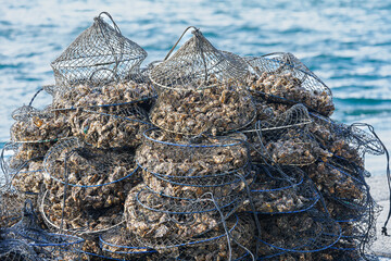 水揚げ直後の牡蠣 2026 03