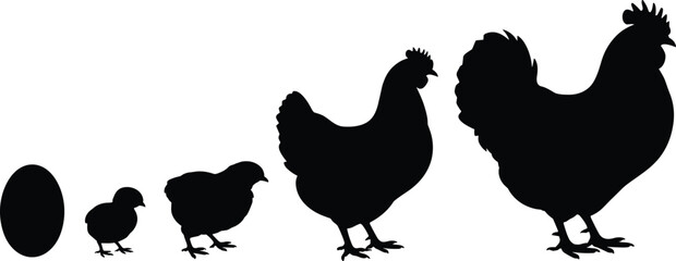 Chicken silhouette vector illustration, hen rooster chick egg growth stages, farm poultry life cycle, black white animal design graphic collection