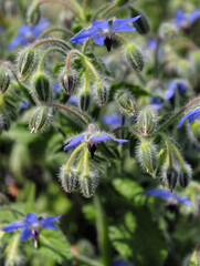 Borago officinalis known as starflower with blue flowers. Cultivated for culinary and medicinal uses