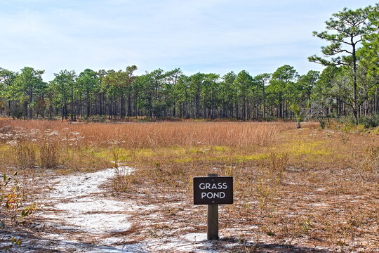 Carolina Beach State Park has a unique grass pond that is actually a fresh water pond, with distinct plant life and grasses, not found else where in the state.
