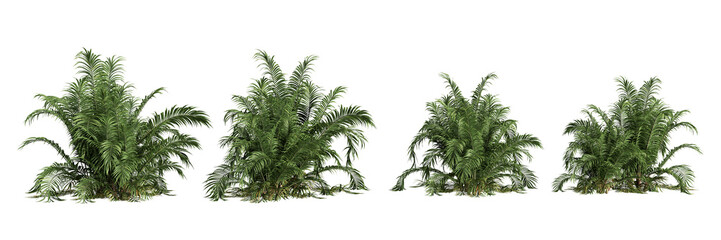 Obraz premium Set of palm tree isolated on white