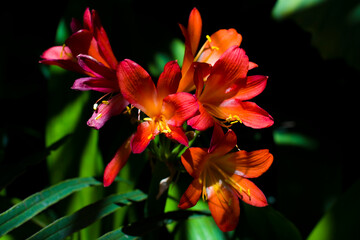 Kwitnący kwiat Frezji 2025