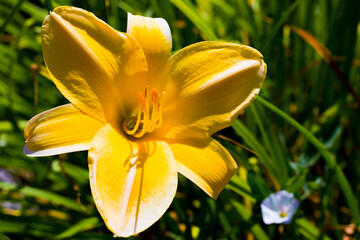 Hemerocallis w rozkwicie 2025