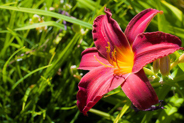 Kwitnący kwiat Liliowca 2025