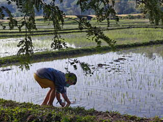 Young asian farmer boy bending down to plant organic rice seedlings in flooded agriculture field feeling focused and diligent amidst peaceful rural nature landscape during sunny day