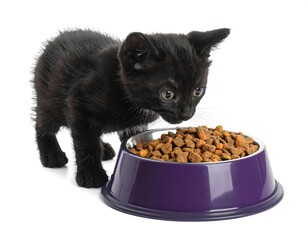 Black kitten curiously eyeing a bowl filled with dry food on a plain white background