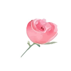 Watercolor style rose, for Valentine's Day, isolated on white background. Romantic decoration for greeting cards, posters and wedding designs.
