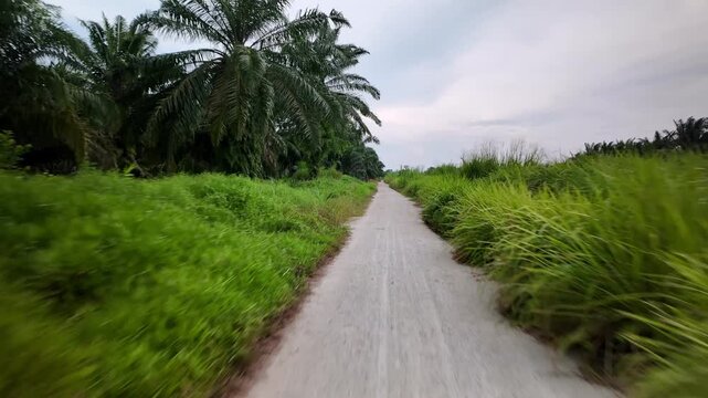 A road with a path in the middle. The road is surrounded by trees and grass. The grass is green and the trees are tall