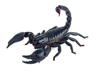 Black scorpion isolated against a white backdrop with its tail curved over its body, ready to strike