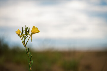 lagoon vegetation with the Adriatic sea in the background