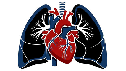 Human Respiratory System and Heart Illustration