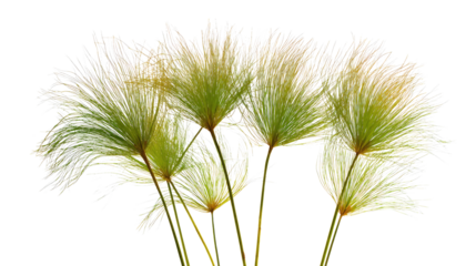 Elegant Papyrus Plants Isolated