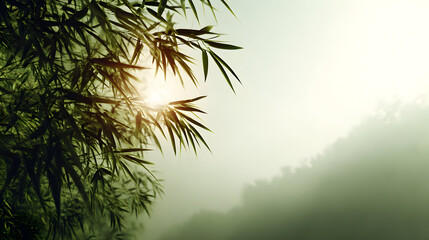 Sunlit bamboo in misty forest