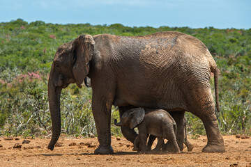 elephant family with baby walking slowly to the waterhole © Ad