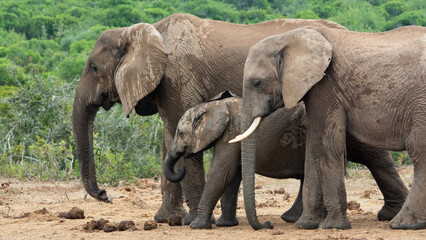elephant family with baby walking slowly to the waterhole © Ad