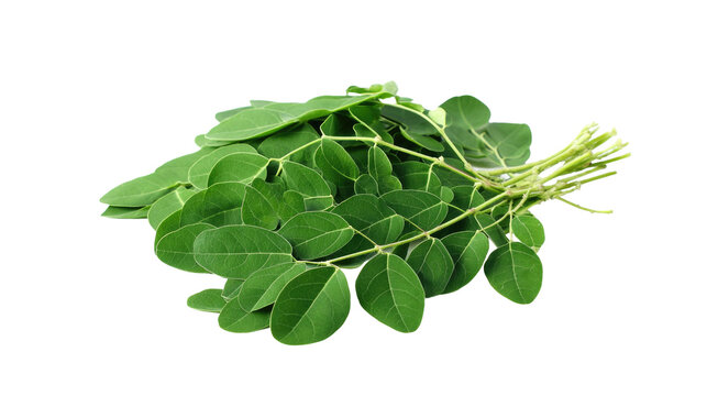 Fresh Moringa Leaves