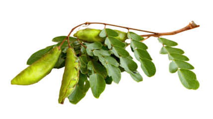 Honey Locust Branch with Pods