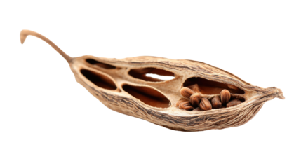 Milkweed Pod and Seeds