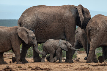 elephant family with baby walking slowly to the waterhole © Ad